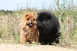 CHOW CHOW 185